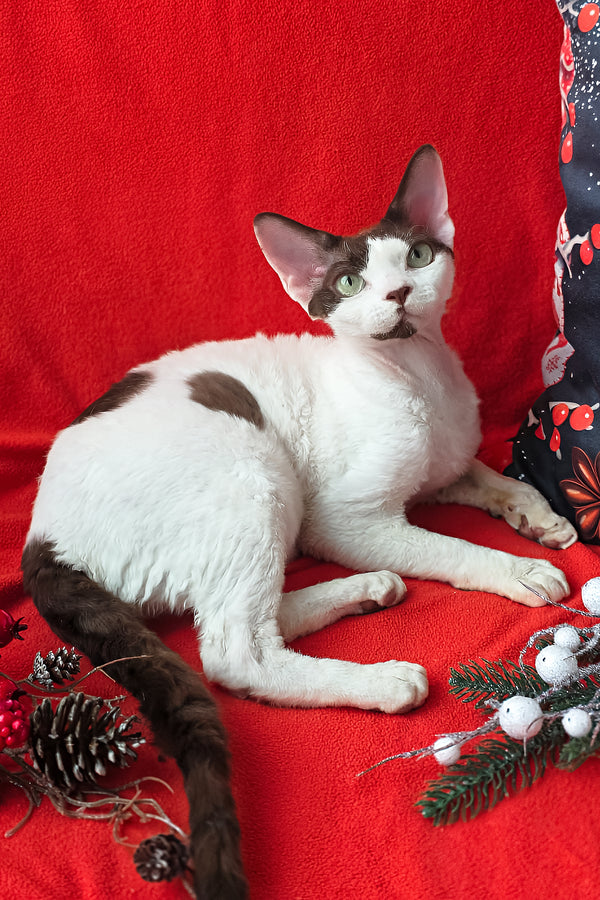 Xyla | Devon Rex Kitten