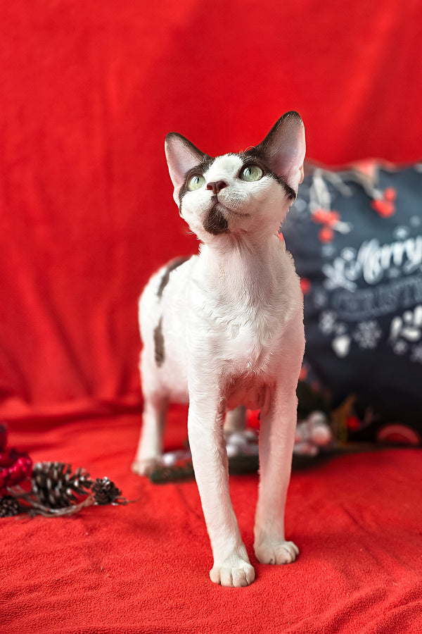 Xyla | Devon Rex Kitten