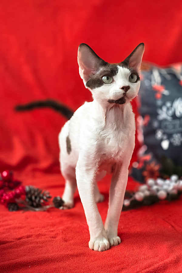 Xyla | Devon Rex Kitten
