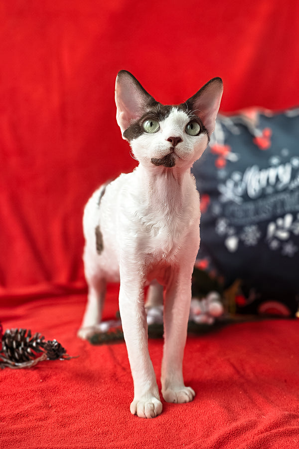 Xyla | Devon Rex Kitten