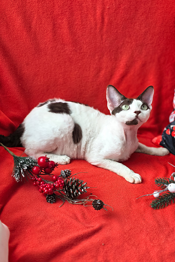 Xyla | Devon Rex Kitten