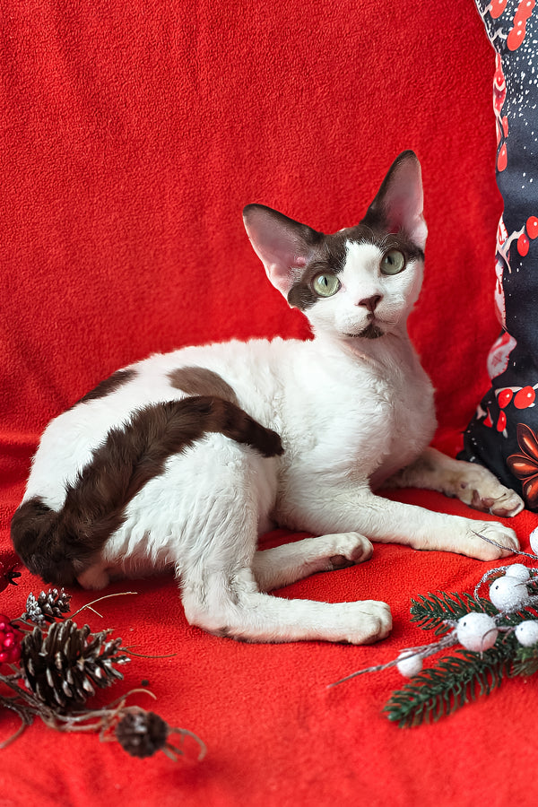 Xyla | Devon Rex Kitten