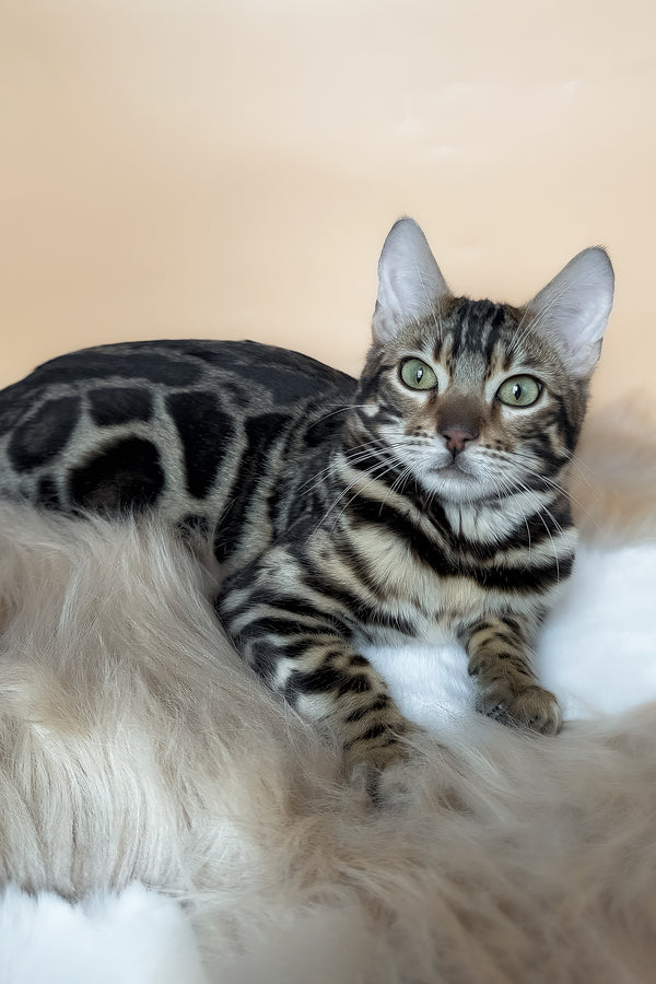 Yacob | Bengal Kitten