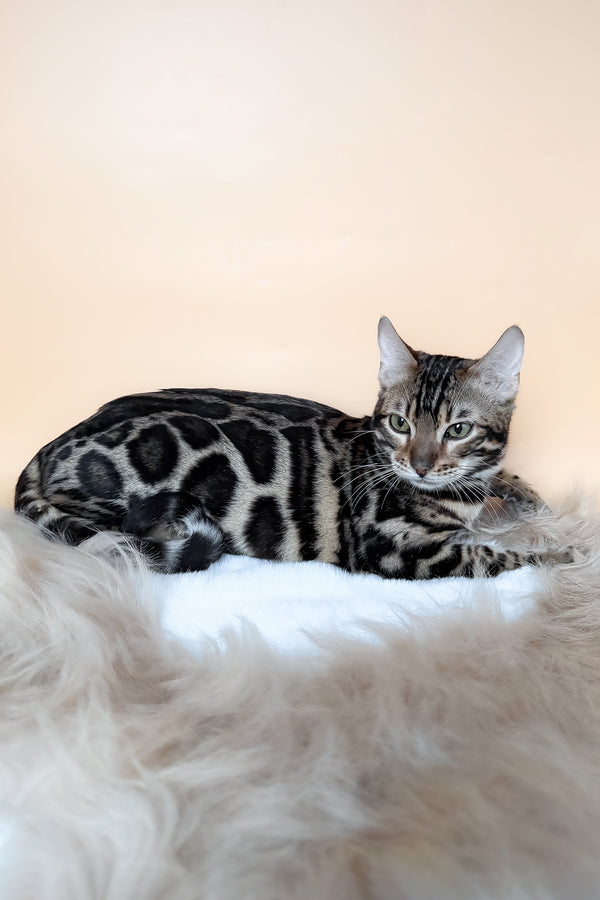 Yacob | Bengal Kitten