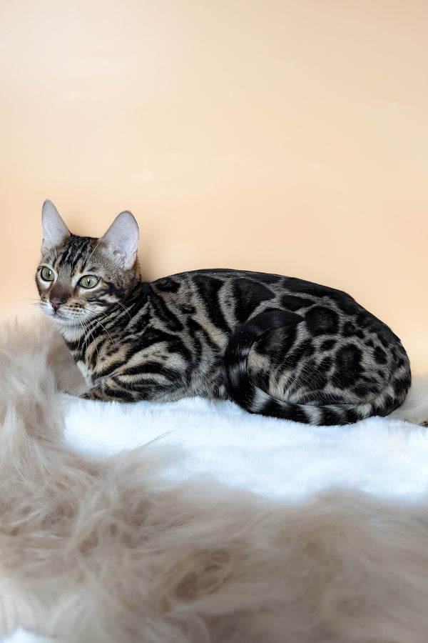 Yacob | Bengal Kitten