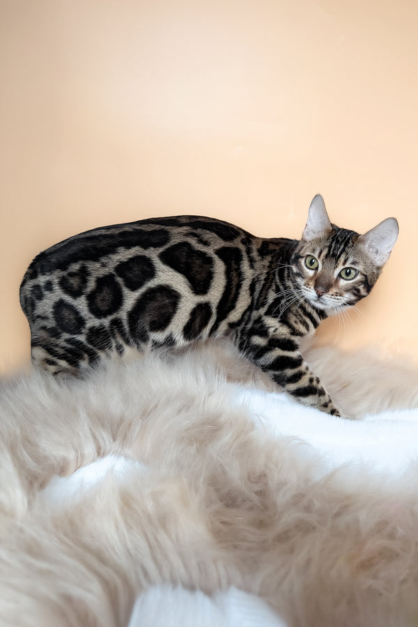 Yacob | Bengal Kitten