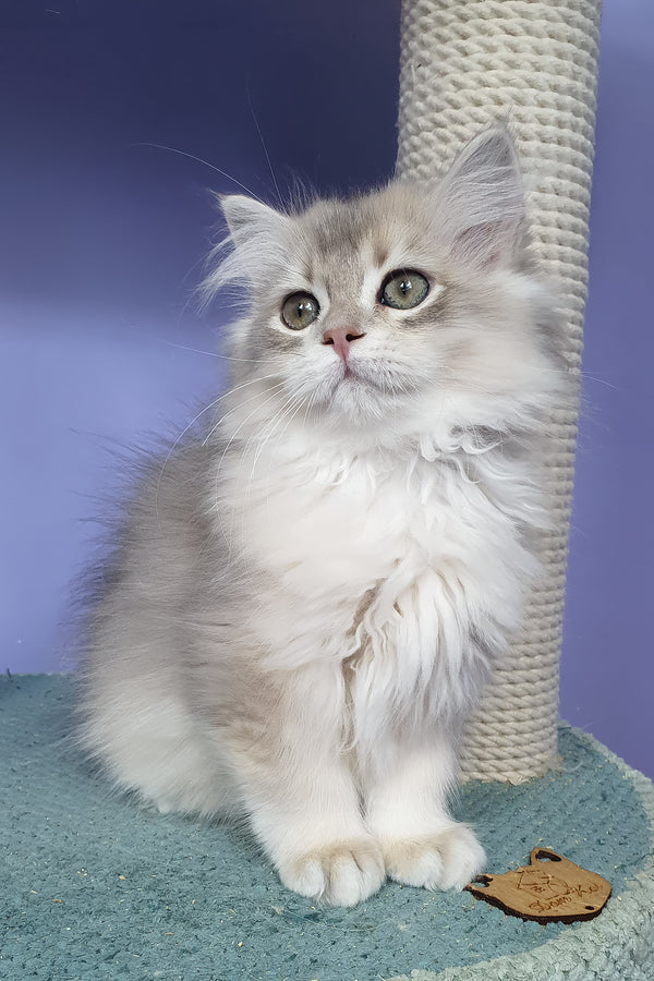 Yappy | British Longhair Kitten