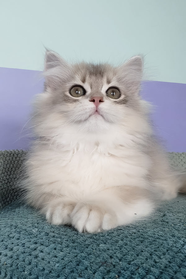 Yappy | British Longhair Kitten