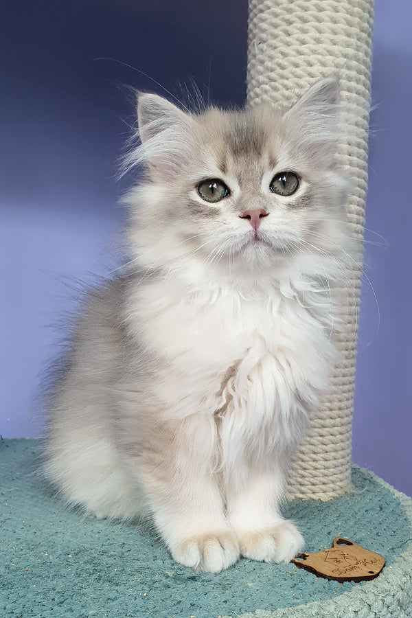 Yappy | British Longhair Kitten
