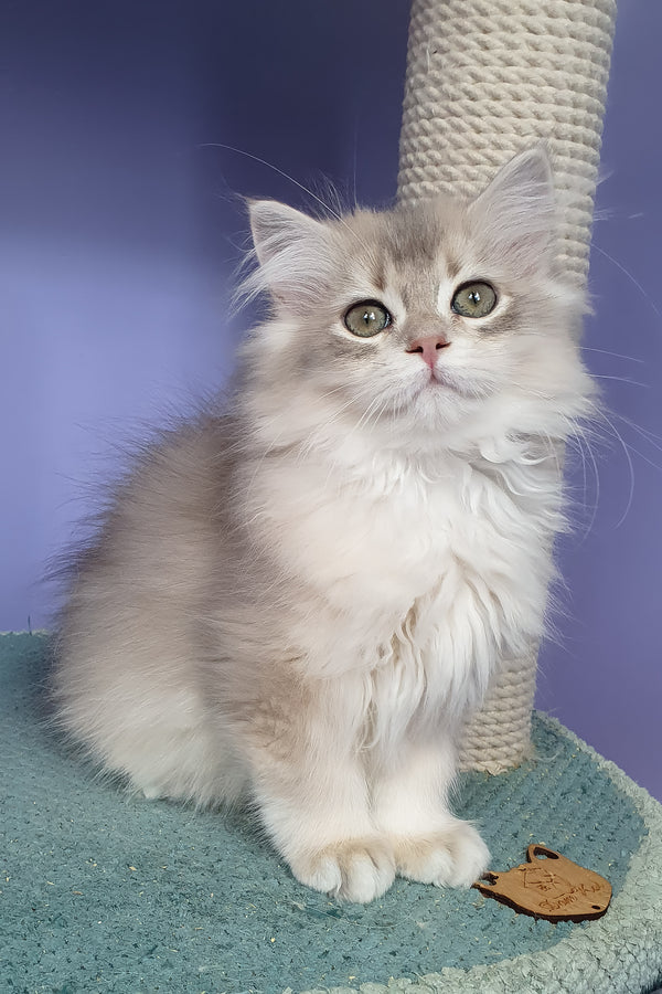 Yappy | British Longhair Kitten