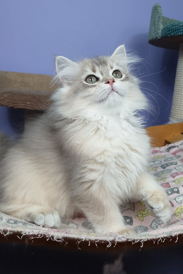 Yappy | British Longhair Kitten