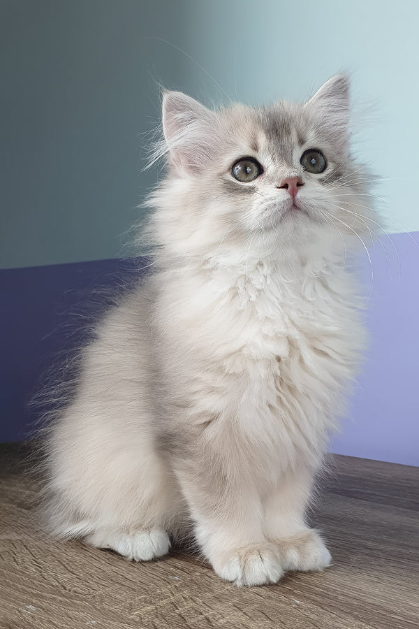 Yappy | British Longhair Kitten