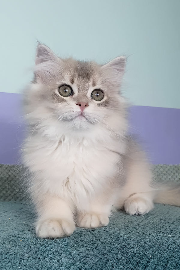 Yappy | British Longhair Kitten