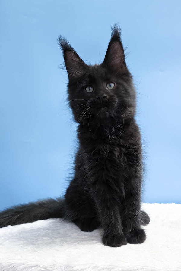 Yarah | Maine Coon Kitten