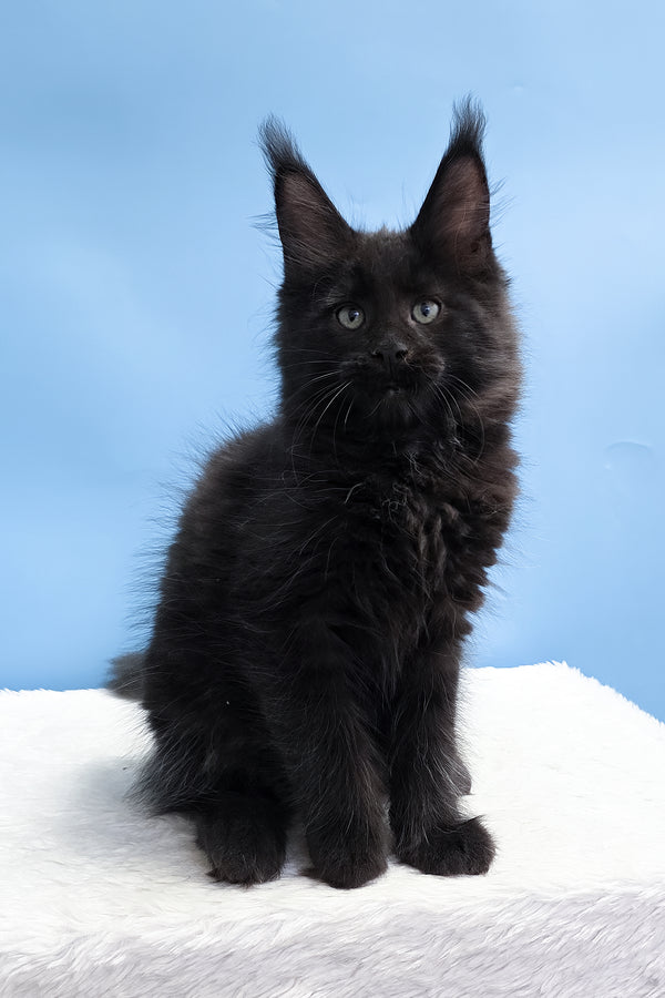 Yarah | Maine Coon Kitten