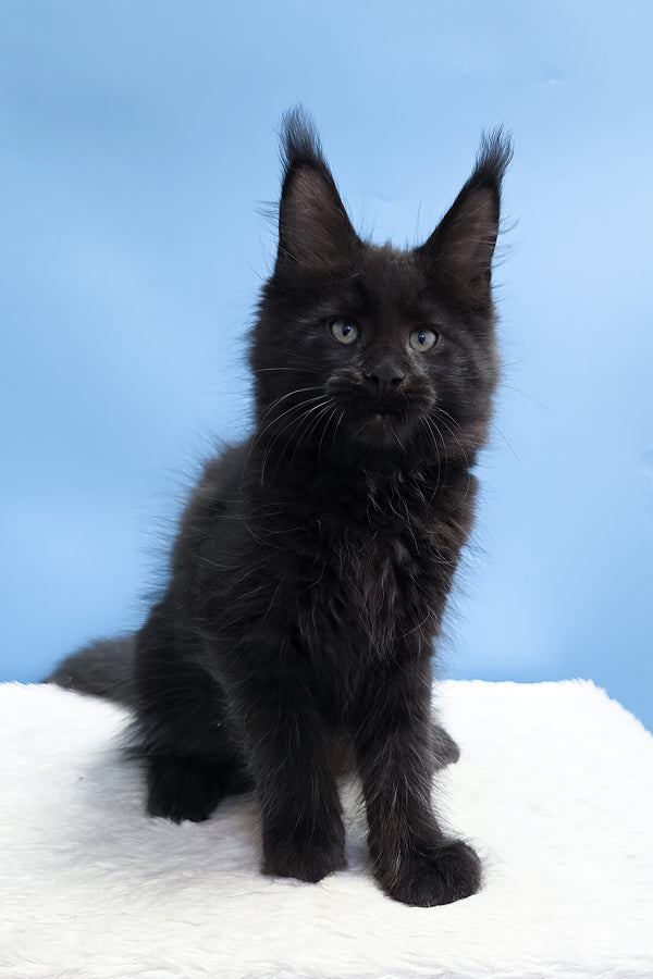 Yarah | Maine Coon Kitten