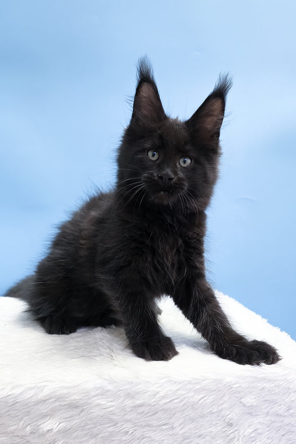 Yarah | Maine Coon Kitten