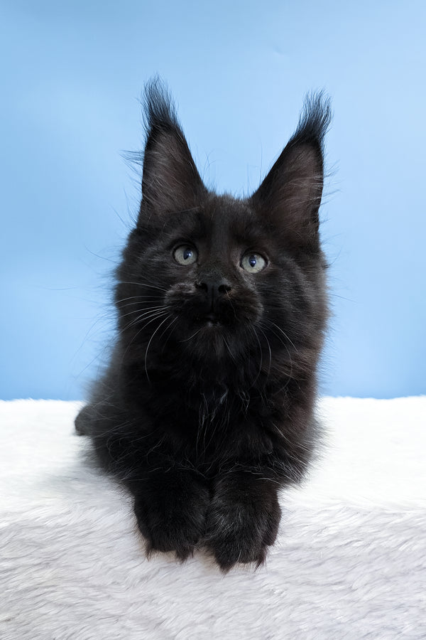 Yarah | Maine Coon Kitten