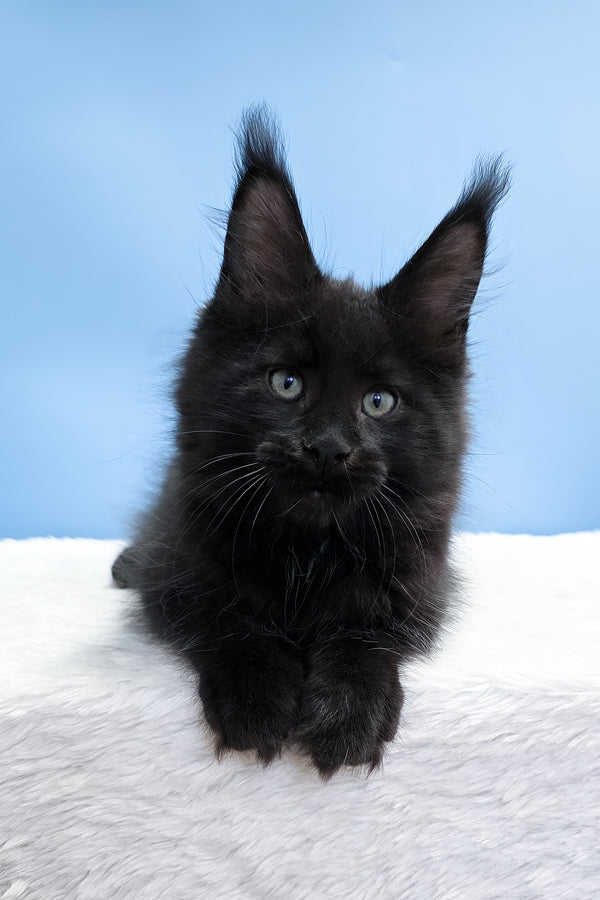 Yarah | Maine Coon Kitten