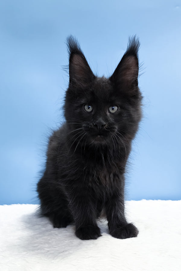 Yarah | Maine Coon Kitten