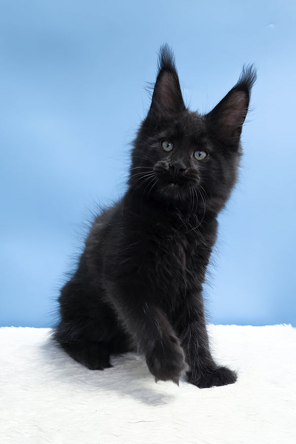 Yarah | Maine Coon Kitten