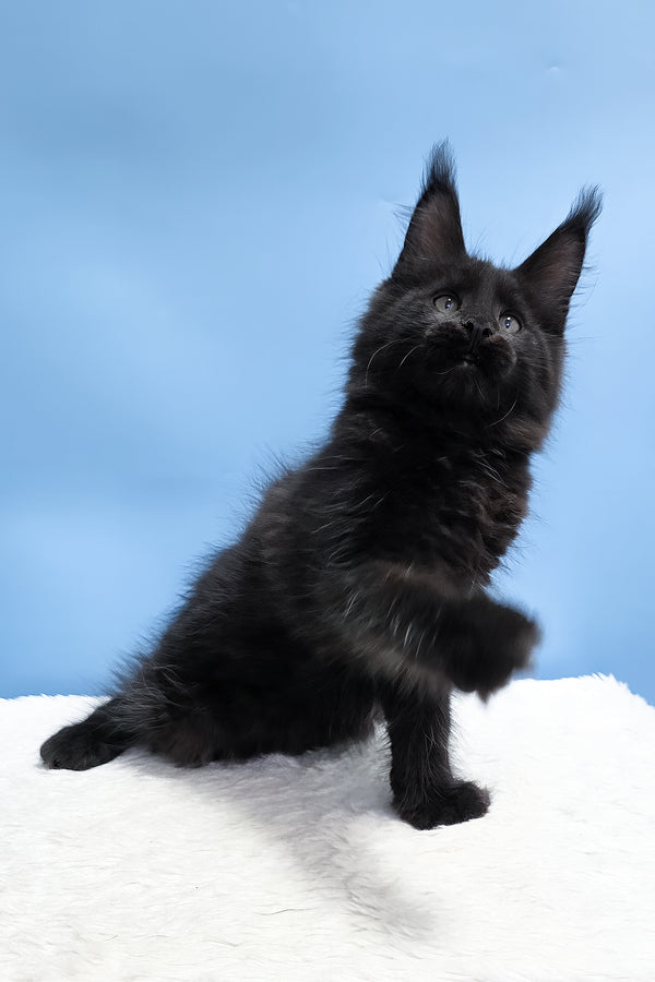 Yarah | Maine Coon Kitten