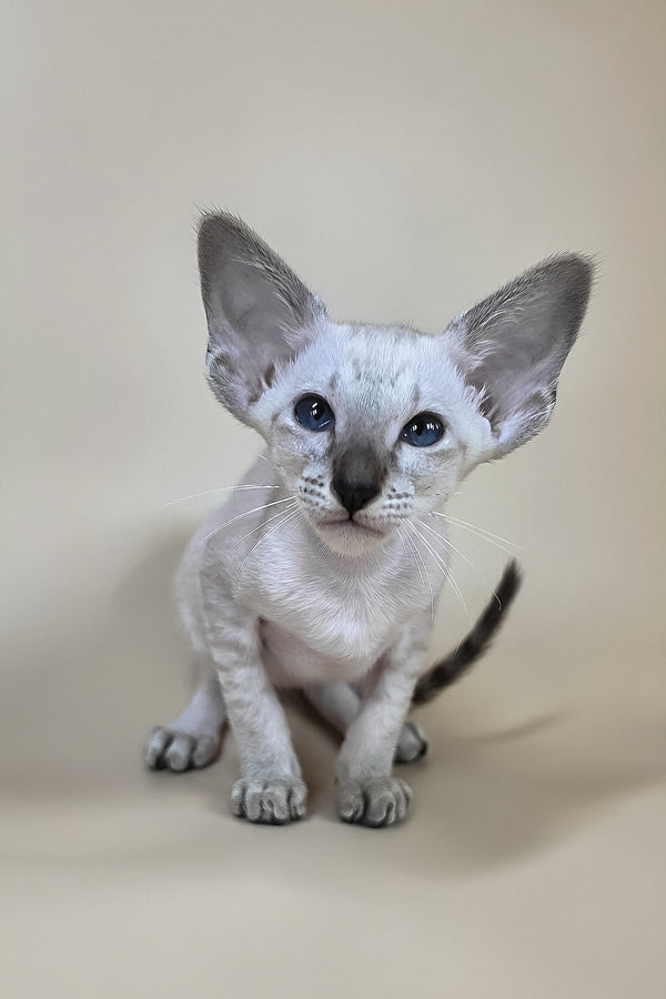 A fluffy light gray oriental shorthair kitten with striking blue eyes and large ears sitting attentively with health guarantee