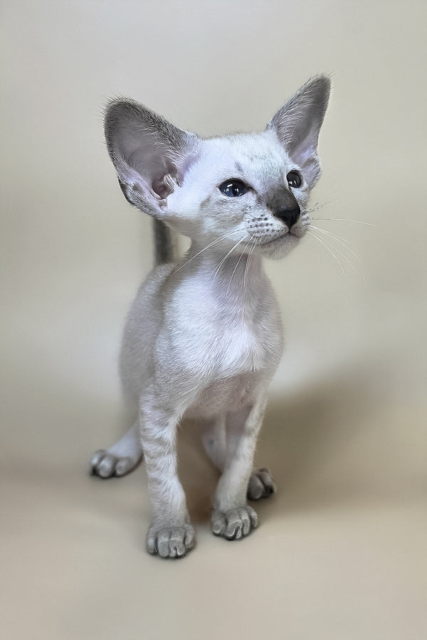 A sleek silver oriental shorthair kitten named yasmin with large ears and a dark nose health guarantee included