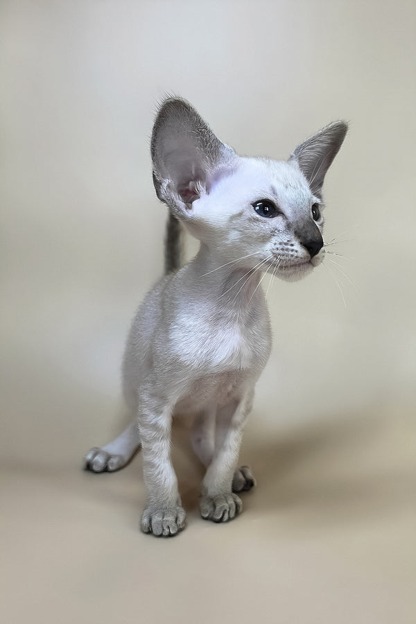 A sleek hairless sphynx oriental shorthair kitten with dark eyes and a soft grayish-white coat with health guarantee