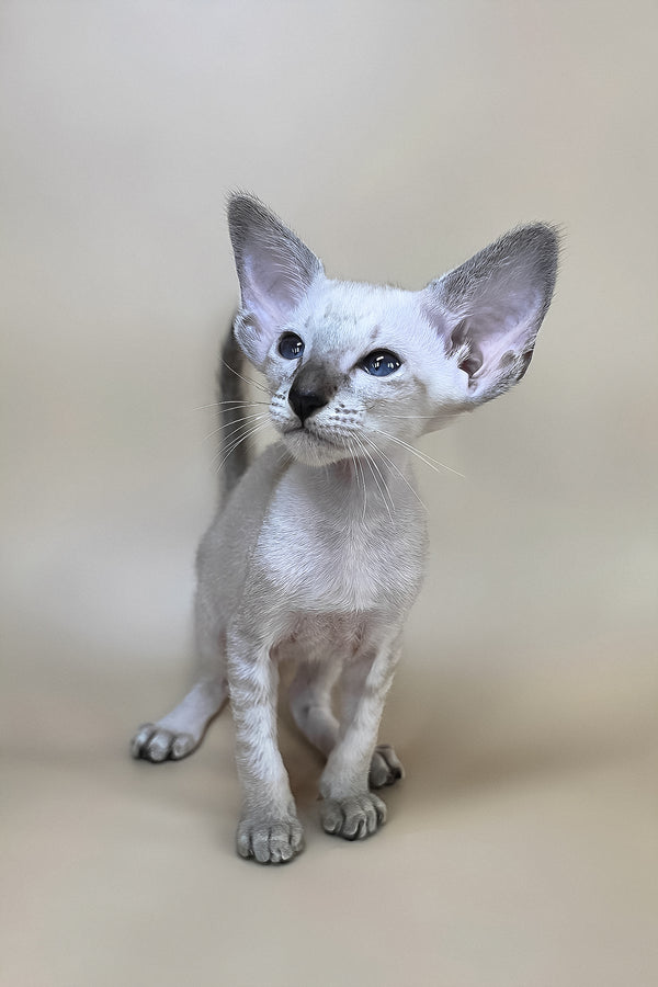 Yasmin oriental shorthair kitten with striking blue eyes and light gray coat offers health guarantee option