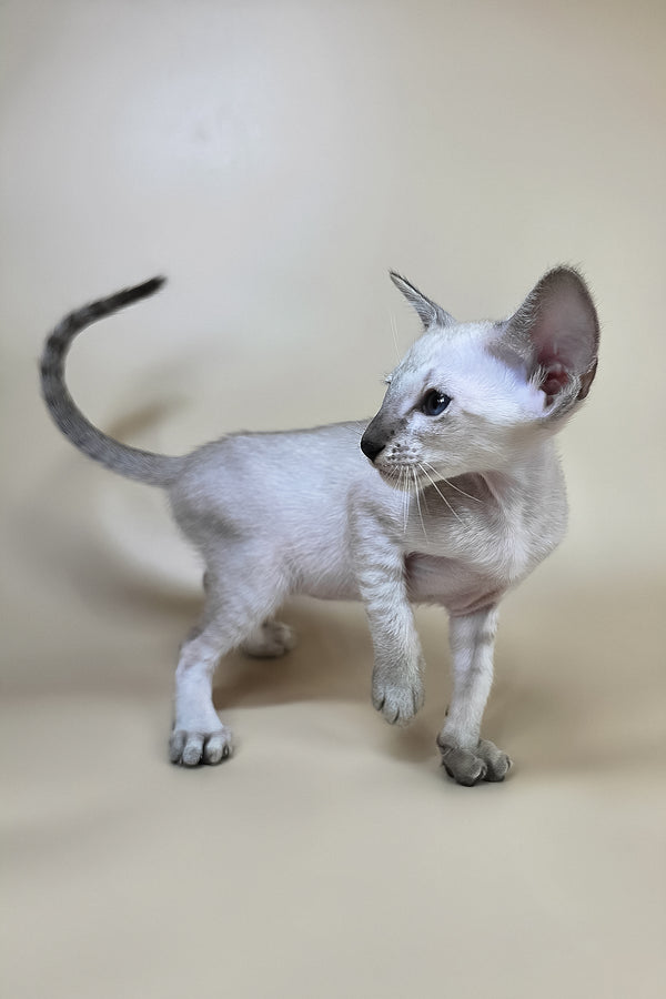 A sleek pale gray oriental shorthair kitten named yasmin stands alert with large ears and slender body health guarantee