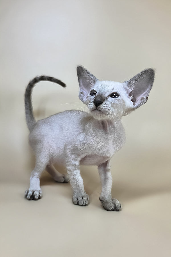 A sleek light gray oriental shorthair kitten named yasmin with large ears and a health guarantee stands alert