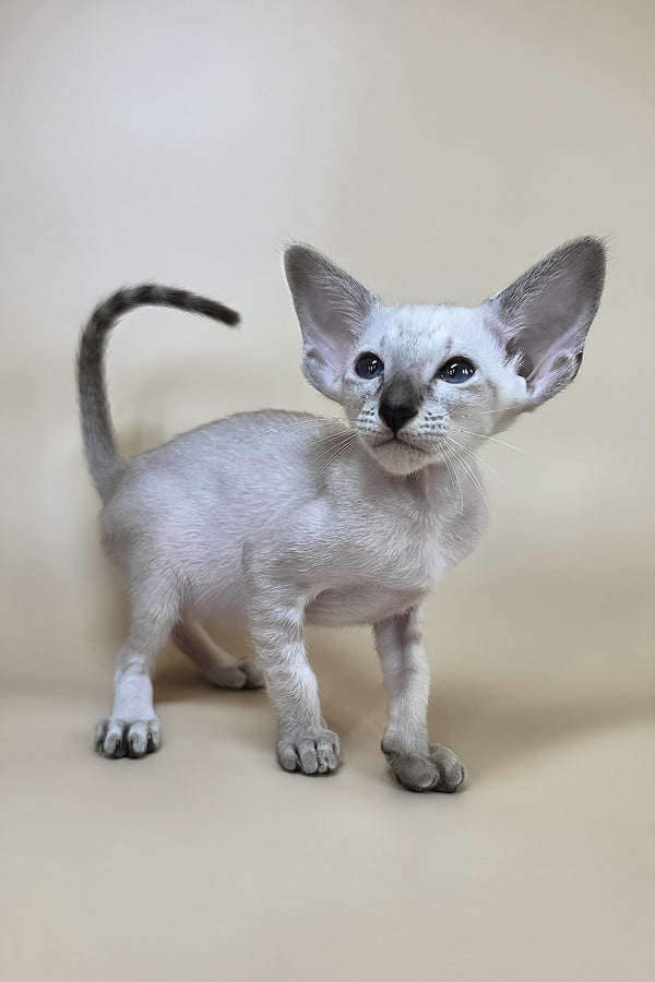 Yasmin oriental shorthair kitten with sleek silver fur and large ears standing alert with health guarantee