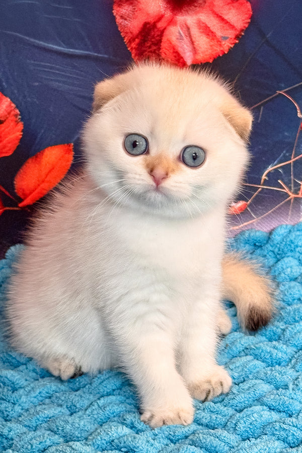 Yuri | Scottish Fold Kitten