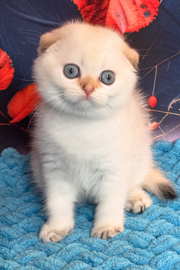 Yuri | Scottish Fold Kitten