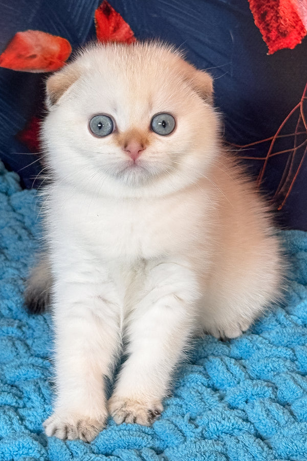 Yuri | Scottish Fold Kitten
