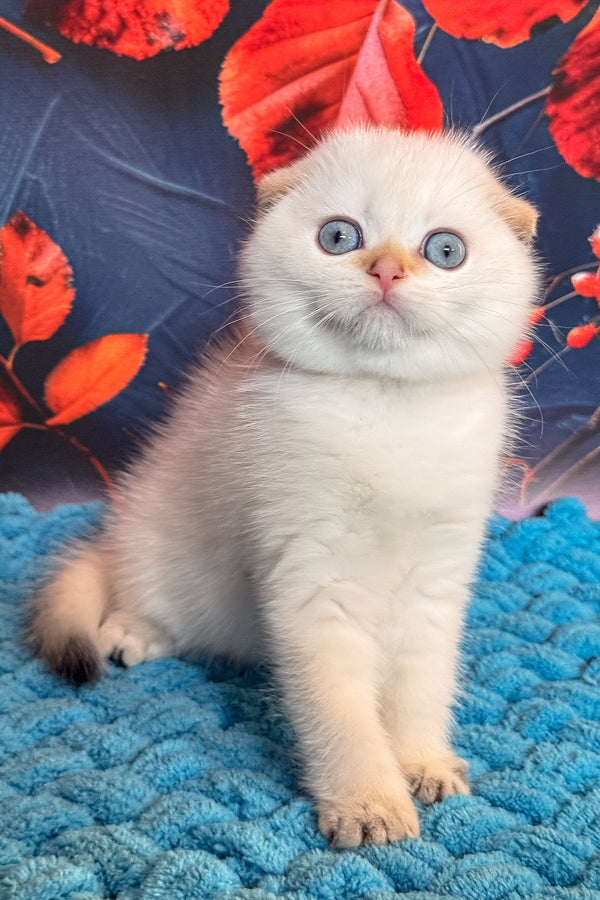 Yuri | Scottish Fold Kitten
