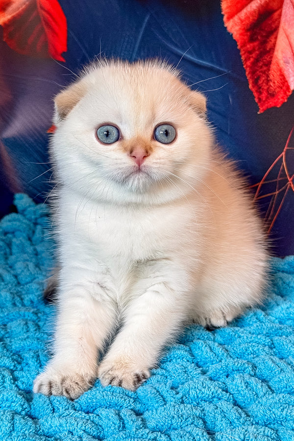 Yuri | Scottish Fold Kitten