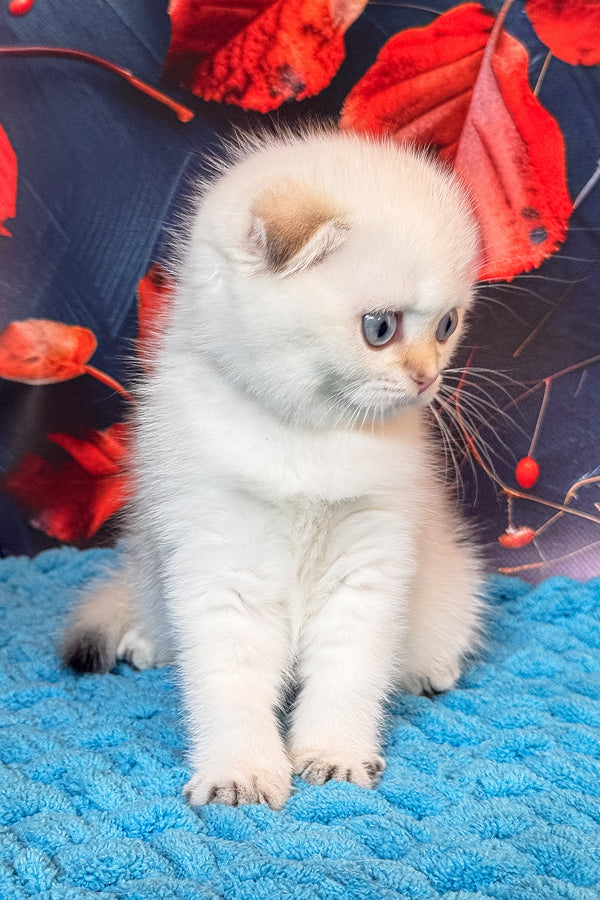 Yuri | Scottish Fold Kitten