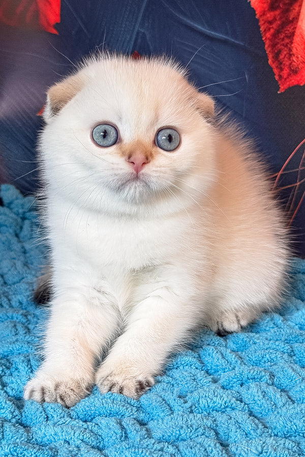 Yuri | Scottish Fold Kitten