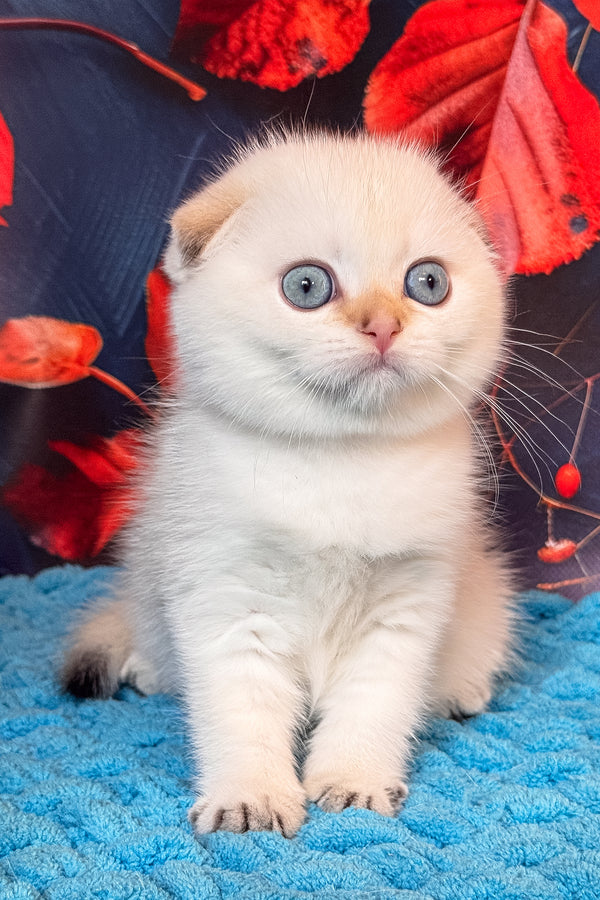 Yuri | Scottish Fold Kitten
