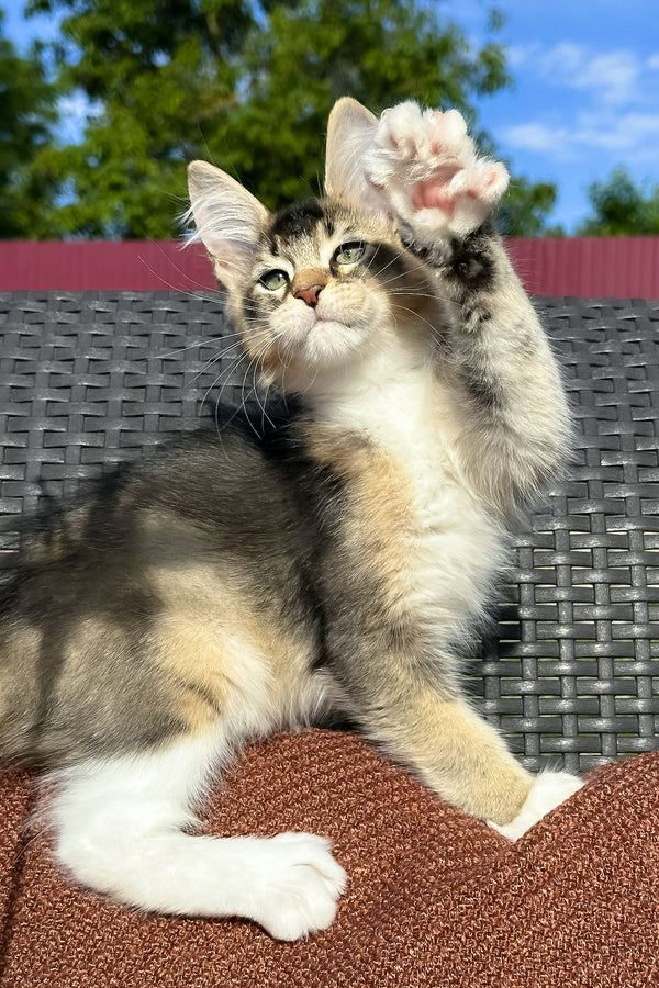 Yiorgos | Golden Maine Coon Kitten