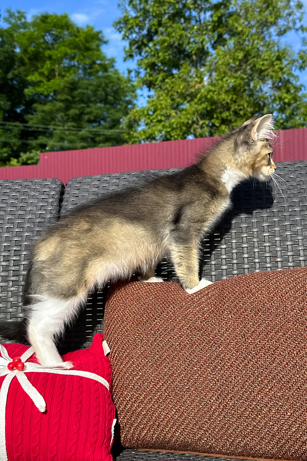 Yiorgos | Golden Maine Coon Kitten