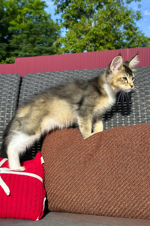 Yiorgos | Golden Maine Coon Kitten