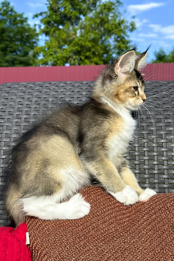 Yiorgos | Golden Maine Coon Kitten