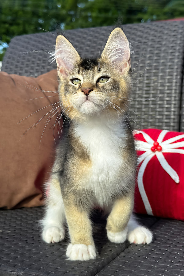 Yiorgos | Golden Maine Coon Kitten
