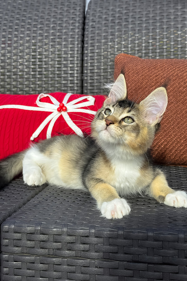 Yiorgos | Golden Maine Coon Kitten