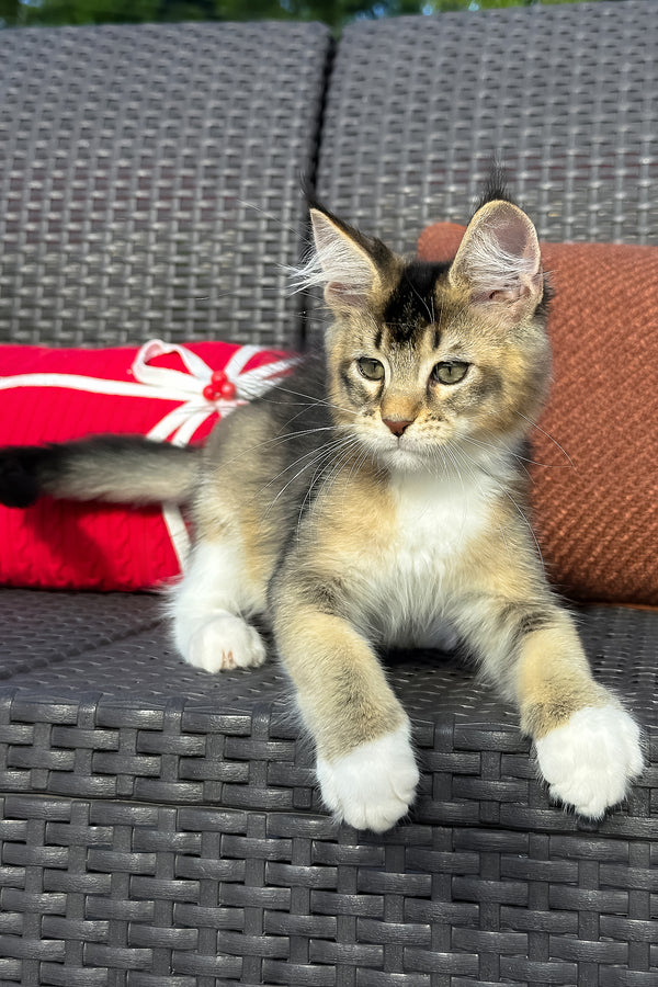 Yiorgos | Golden Maine Coon Kitten