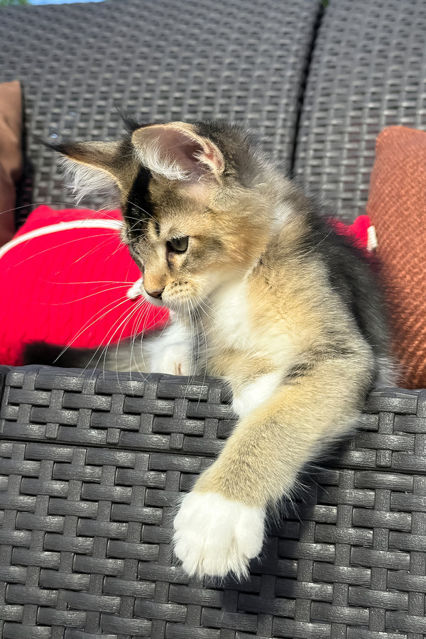 Yiorgos | Golden Maine Coon Kitten