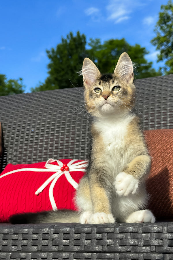 Yiorgos | Golden Maine Coon Kitten